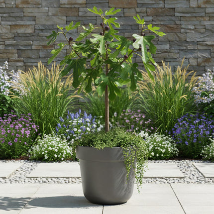 Ficus carica Little Miss Figgy – Terrassenpflanze – sommergrün – winterhart – grüne Frucht – Topf 19cm Höhe 90cm