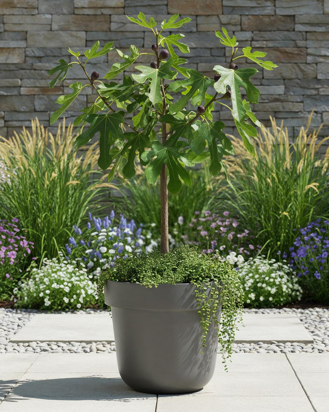 Ficus carica Little Miss Figgy – Terrassenpflanze – sommergrün – winterhart – grüne Frucht – Topf 19cm Höhe 90cm
