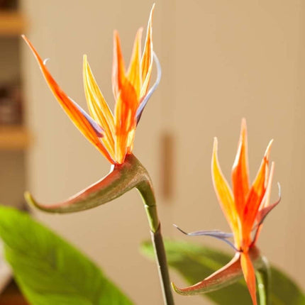 Kunstplant - Strelitzia met bloemen - ↕ 120cm - In zwarte pot