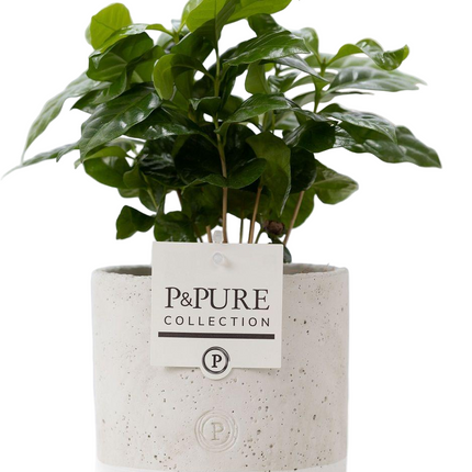 Coffea Arabica incl. keramieke pot P&PURE Jade Ceramics - Ø12cm - ↕20cm