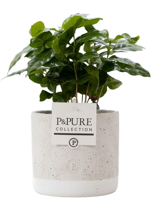 Coffea Arabica incl. keramieke pot P&PURE Jade Ceramics - Ø12cm - ↕20cm