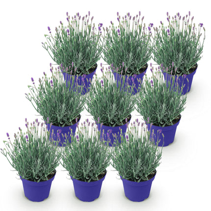 Lavande - 9 plantes - Lavandula angustifolia Hidcote - Rustique - Violet - Pot 12cm - Hauteur 15-25cm