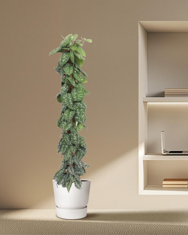 Scindapsus Pictus Trebie mosstok - 160 cm - ø30