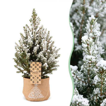 4x Kerstboom Picea glauca Conica - Kegelspar - incl. jute zak - Ø17cm - ↕65cm