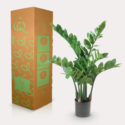 Kunstplant - Zamioculcas - Kamerpalm - ↕ 70 cm