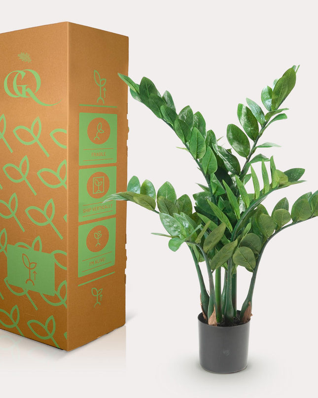 Kunstplant - Zamioculcas - Kamerpalm - ↕ 70 cm