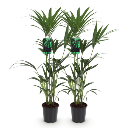 Howea forsteriana – Kentiapalme – 2 Pflanzen – Topf 21 cm – Höhe 120–130 cm