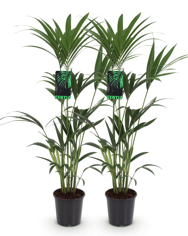 Howea forsteriana – Kentiapalme – 2 Pflanzen – Topf 21 cm – Höhe 120–130 cm