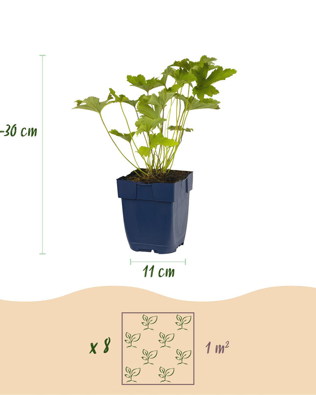 Borderpakket - Kleur Wit - 8 Vaste planten - 1 m2 - Diversen kleuren - Weinig Onderhoud - Pot 11cm