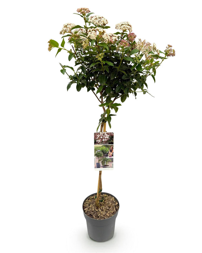 Viburno tinus - Sempreverde - Resistente all'inverno - Fiore bianco-rosa - Vaso 19 cm Altezza 90 cm
