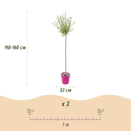 Salix Flamingo – 4 Pflanzen – Ø23 cm – ↕140–160 cm