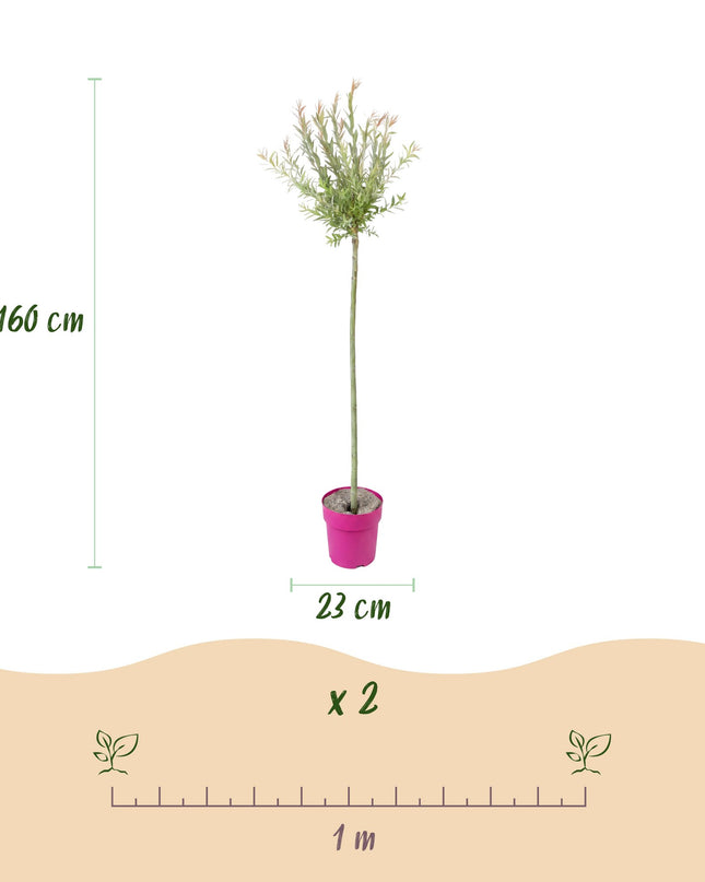 Salix Flamingo – 4 Pflanzen – Ø23 cm – ↕140–160 cm
