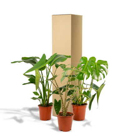 Monstera Deliciosa - Ø21cm - ↕75cm + Alocasia Zebrina - Ø19cm - ↕75cm + Strelitzia Nicolai - Ø19cm - ↕85cm - 3 planten