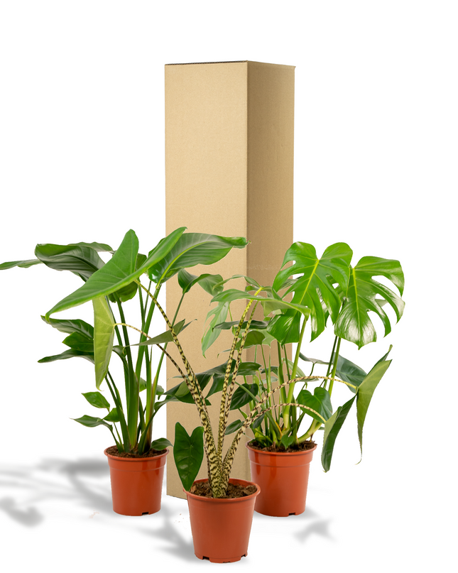 Monstera Deliciosa - Ø21cm - ↕75cm + Alocasia Zebrina - Ø19cm - ↕75cm + Strelitzia Nicolai - Ø19cm - ↕85cm - 3 planten