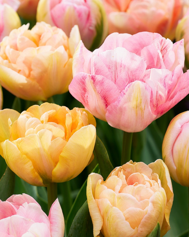 48x Tulipa Peaches & Kisses - Tulipán Peaches & Kisses - Varios - Planta de floración primaveral - Tamaño del bulbo 11/12