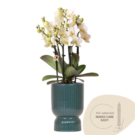 Weiße Lausanne Orchidee + grüner Diabolo Übertopf | inkl. Wasserstandsanzeiger | Topfgröße Ø9cm | blühende Zimmerpflanze – frisch vom Züchter