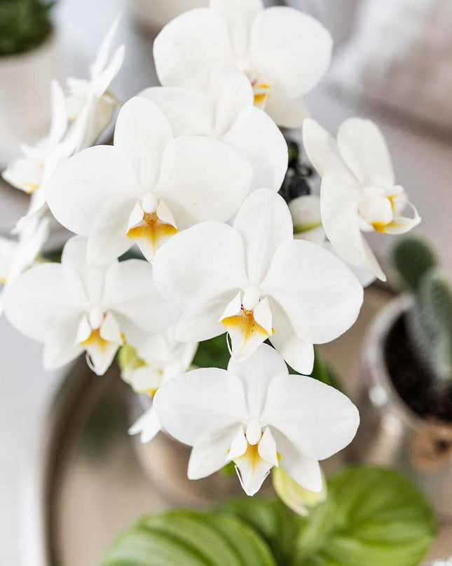 Kolibri Orchids | witte Phalaenopsis orchidee - Amabilis + Elite pot silver- potmaat Ø9cm - 35cm hoog | bloeiende kamerplant - vers van de kweker