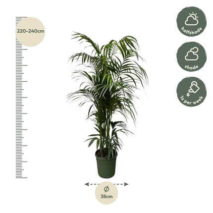Kentia-Palme - 220 cm - ø38