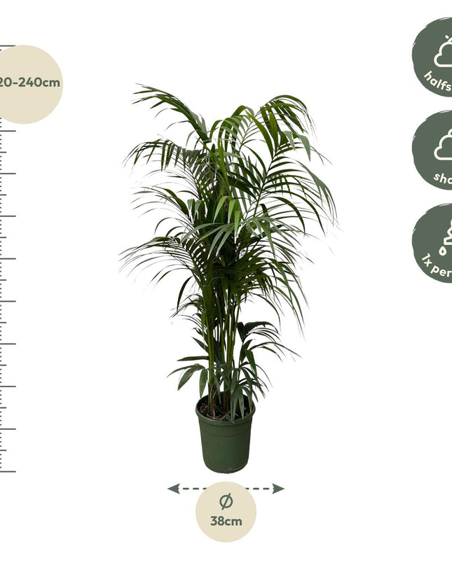 Kentia-Palme - 220 cm - ø38