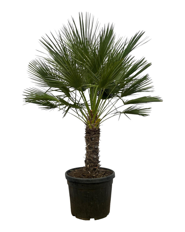 Chamaerops Humilis op stam - 150 cm - Ø45cm