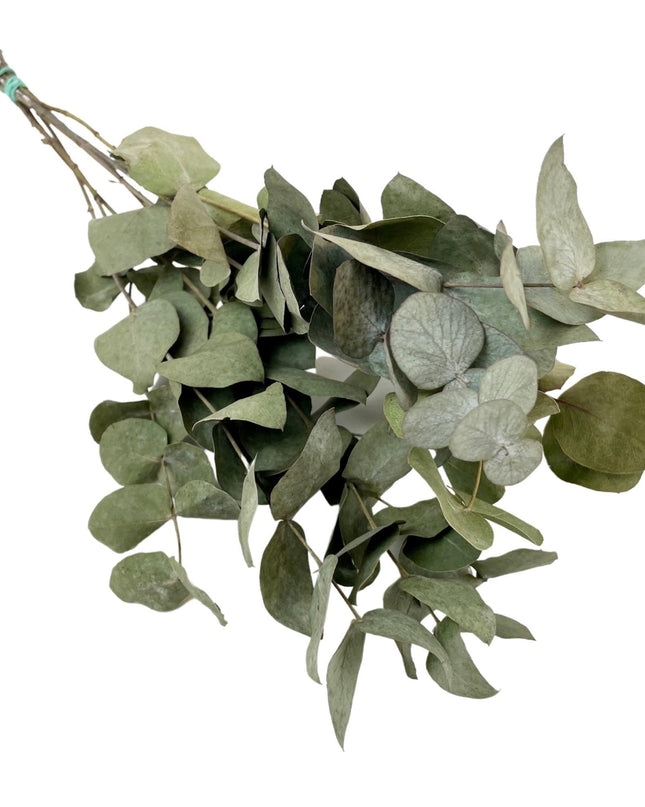 Droogbloemen - Eucalyptus Cinerea - 6 bosjes - ↕50cm