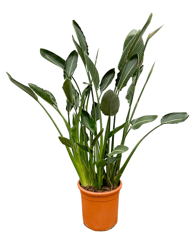 Strelitzia Reginae XL - 160cm - ⌀30