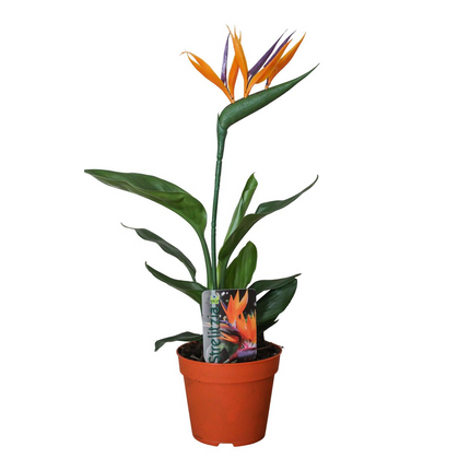 Strelitzia Reginae (met Kunstbloem) - Ø13cm - ↕35cm