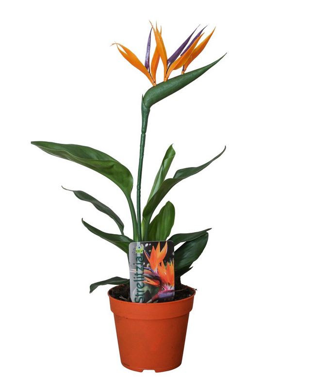 Strelitzia Reginae (met Kunstbloem) - Ø13cm - ↕35cm