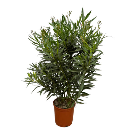 Arbusto de adelfa con flor roja - 160 cm - Ø24-27cm