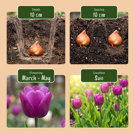 1000x Bulb Garden Mix - Zwiebelgartenmischung - Verschiedene - Sommerblüher - Zwiebelgröße 10/12