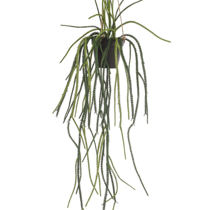Kunstplant - Rhypsalis - Koraalcactus - ↕ 85 cm