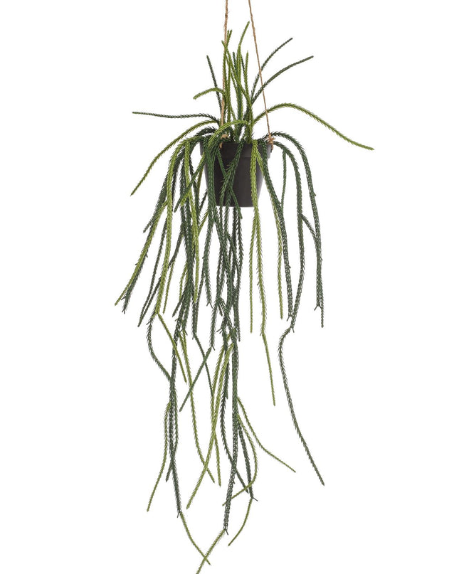Kunstplant - Rhypsalis - Koraalcactus - ↕ 85 cm