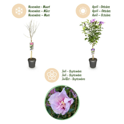 Hibiscus syriacus Lavendor Chiffon® – Terrassenpflanze – Laubabwerfend – Winterhart – Violette Blüte – Topf 19cm Höhe 90cm