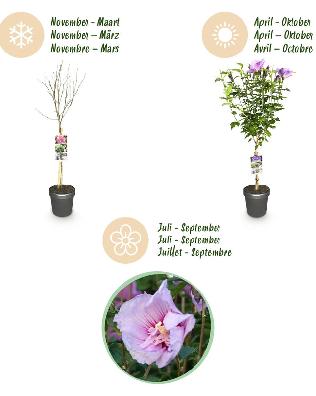 Hibiscus syriacus Lavendor Chiffon® – Terrassenpflanze – Laubabwerfend – Winterhart – Violette Blüte – Topf 19cm Höhe 90cm