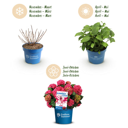 Hortensia Rood - Hydrangea Endles Summer Summer Love Red - 8 Planten - Pot 14cm - Hoogte 20-25cm