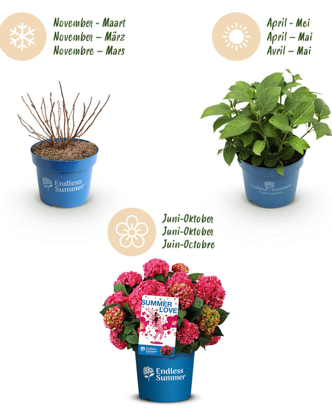 Hortensia Rood - Hydrangea Endles Summer Summer Love Red - 8 Planten - Pot 14cm - Hoogte 20-25cm