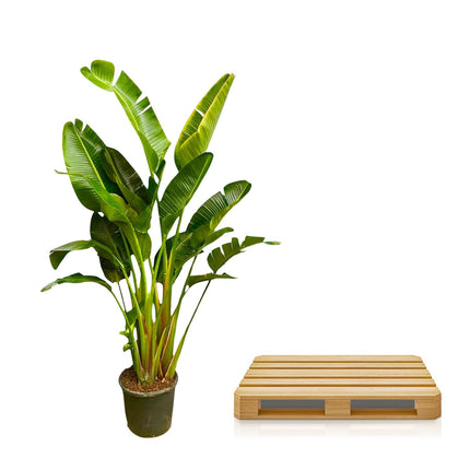 Strelitzia Augusta multi tallo XXL - 250 cm - ø30-40 - 🚚 Envío Gratis