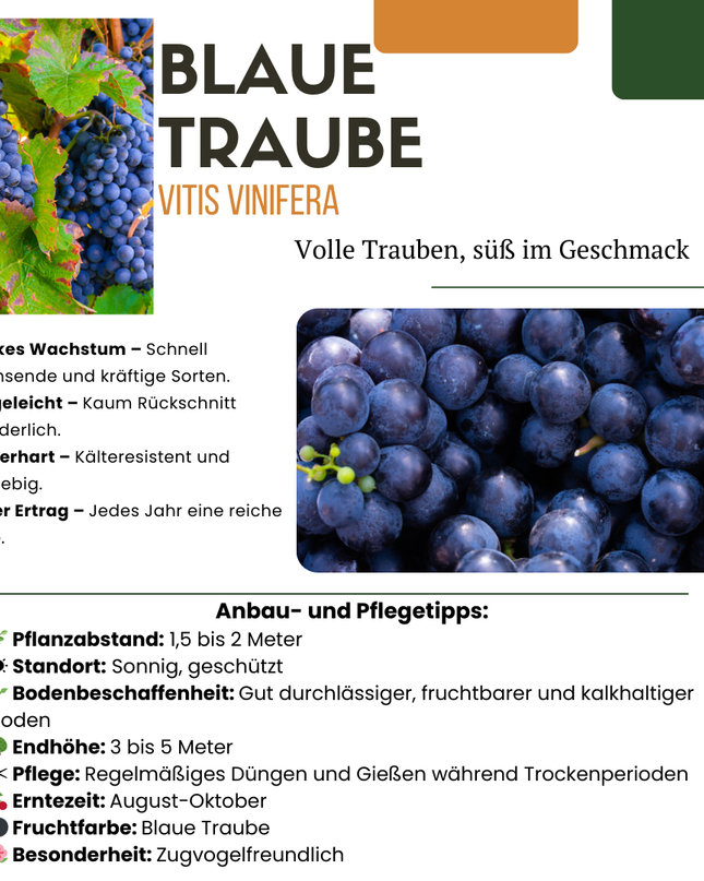 Mix di piante da frutto BIO 5 pezzi - Lampone/ Ribes/ Mirtillo/ Uva/ Mora