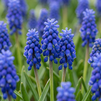 200x Muscari Armeniacum – Armenische Traubenhyazinthe – Blau – Verwilderungszwiebel – Zwiebelgröße 7/8