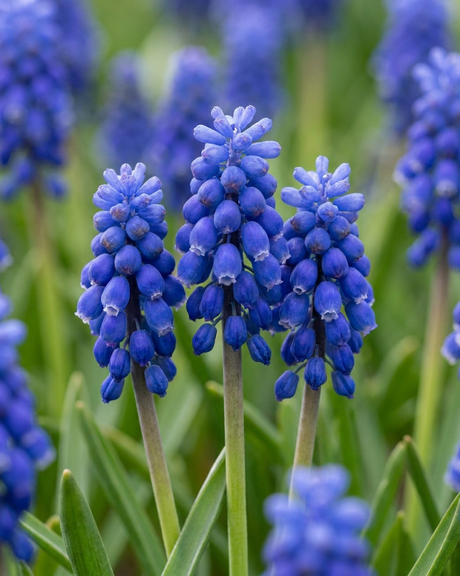 200x Muscari Armeniacum – Armenische Traubenhyazinthe – Blau – Verwilderungszwiebel – Zwiebelgröße 7/8