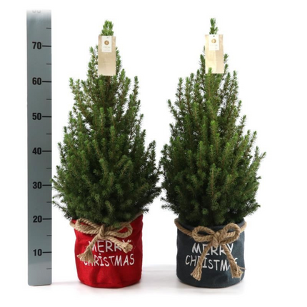 Kleine Kerstboom in Xmas Bag rood - 70 cm - Picea Glauca Conica