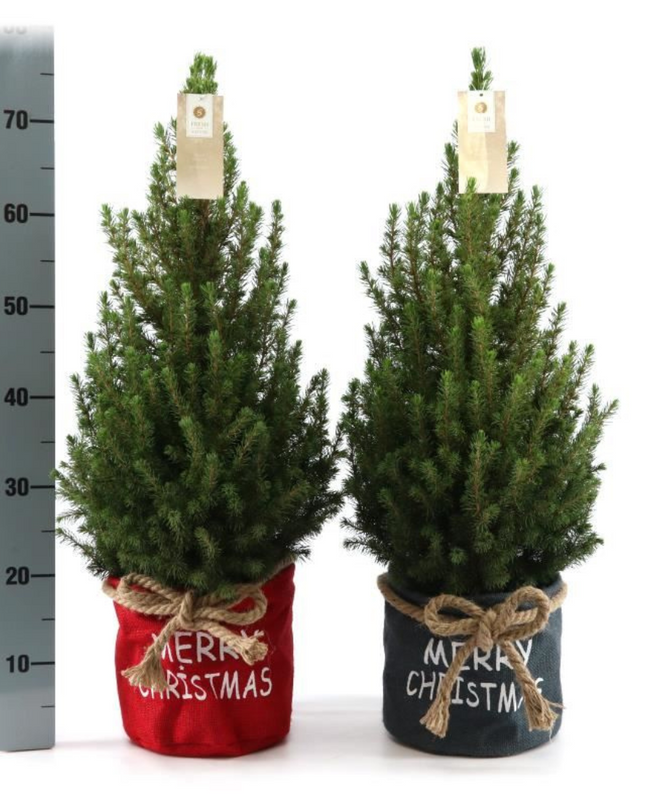 Kleine Kerstboom in Xmas Bag rood - 70 cm - Picea Glauca Conica