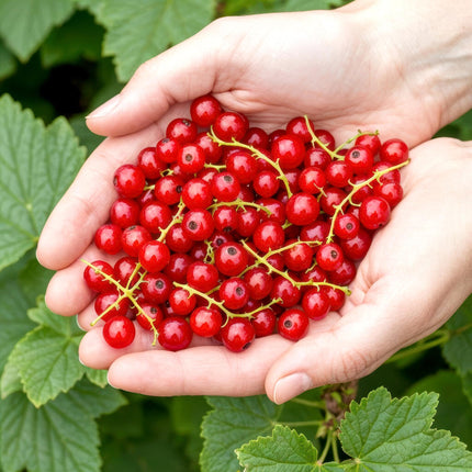 Rote Johannisbeersträucher - 6 Pflanzen - Ribes rubrum Jonkheer van Tets - Winterfest - Topf 9 cm