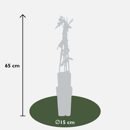Passiflora mix - 3 planten - ↨65cm - Ø15