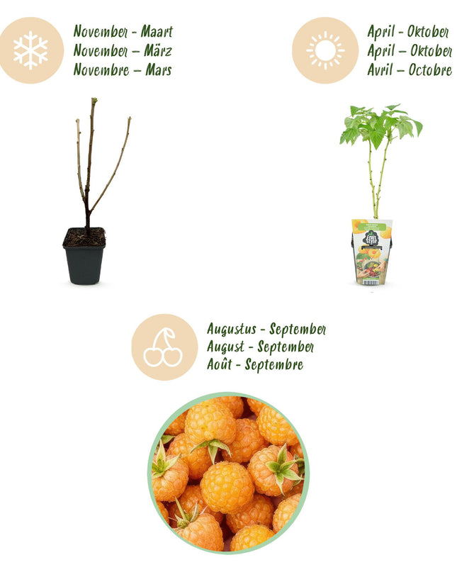 Yellow Raspberry Fruit Plants - 6 plants - Rubus idaeus Fallgold - Hardy in Winter - Pot 9 cm