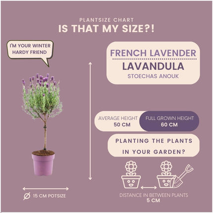 Lavandula stoechas Anouk auf Stamm - 15 cm Topf - Set aus 2 französischen Lavendeln auf Stamm