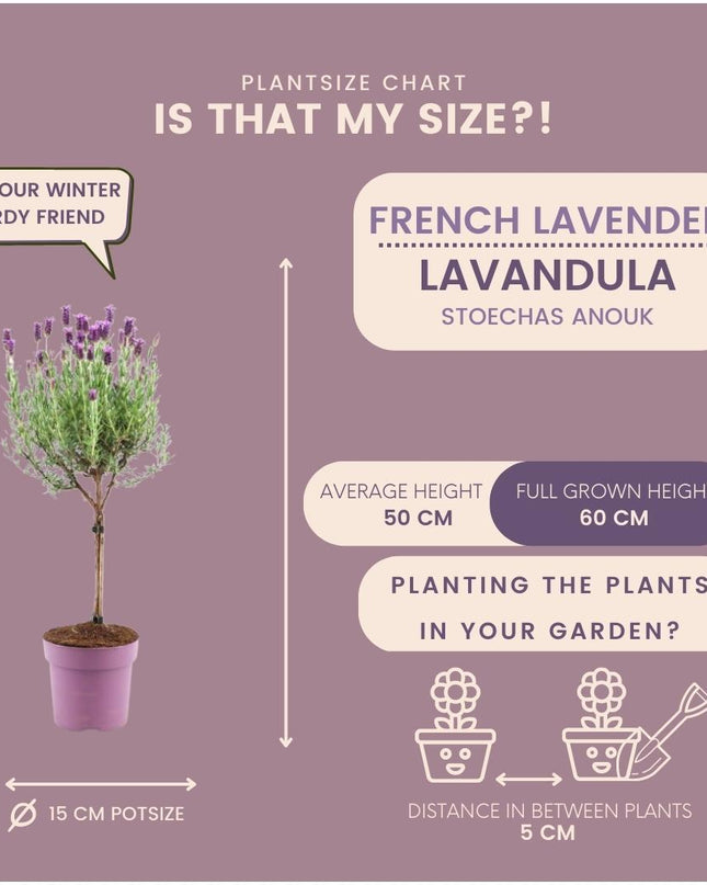 Lavandula stoechas Anouk auf Stamm - 15 cm Topf - Set aus 2 französischen Lavendeln auf Stamm