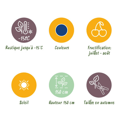 Piante di Mirtillo - 6 Piante - Vaccinium corymbossum Bluegold - Resistente all'Inverno - Vaso 9 cm - Mirtillo