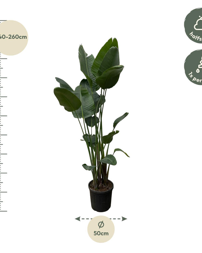 Strelitzia Nicolai XXL - 250 cm - ø50 - 🚚 Envío Gratis