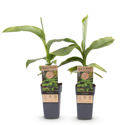 Árbol de plátano - Musa Basjoo - Resistente al invierno - Verde - 2 plantas - Maceta 15cm - Altura 50cm